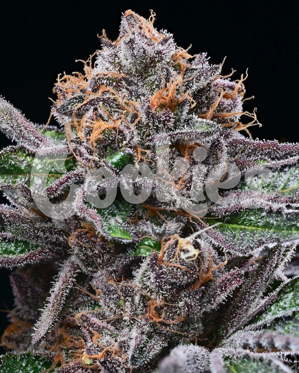 Cookies Cannabis Seeds - Candy Candy